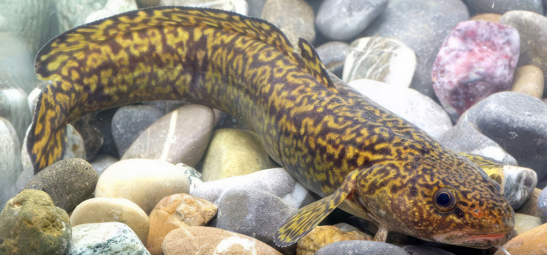 Burbot Burbot