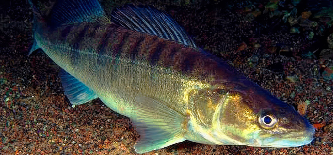 Pike perch Pike perch